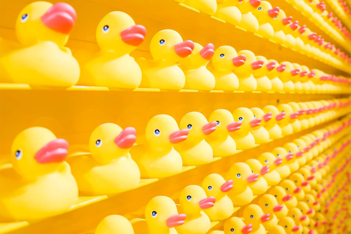 Rows Of Rubber Ducks