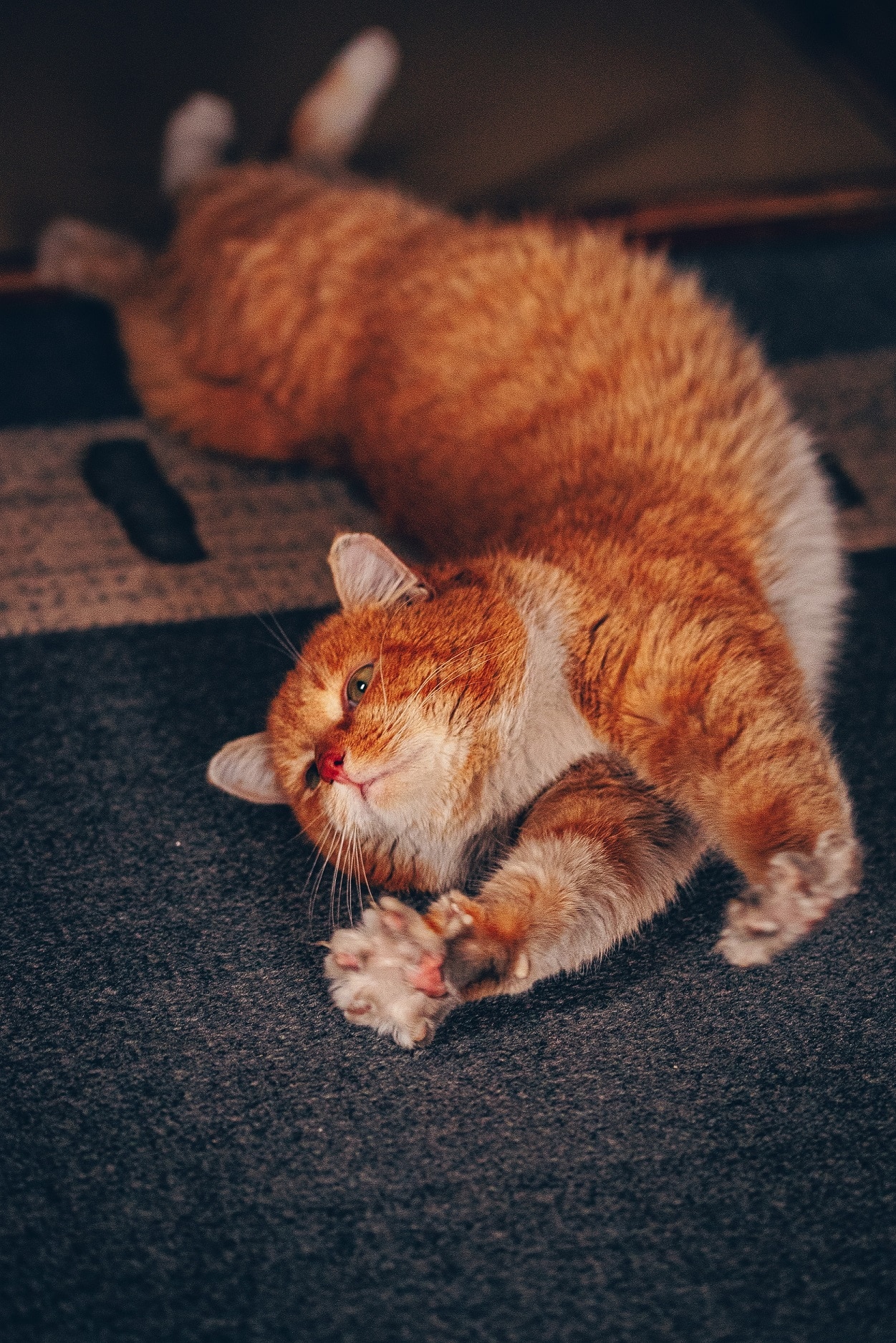 A ginger cat stretching.