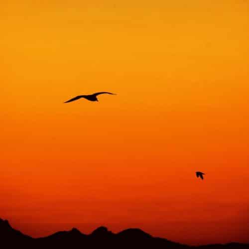 a silhouette of two birds in front of a orange and yellow sunset.