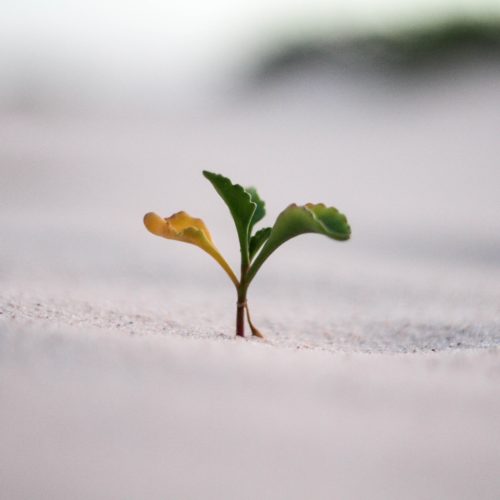 Small plant seed growing out from sand