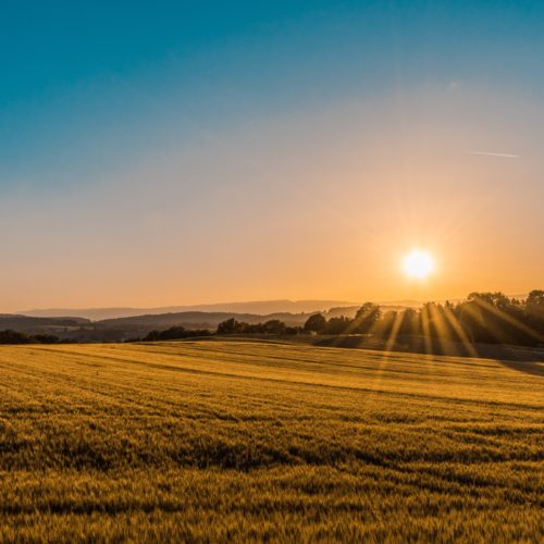 Sunrise over a crop field