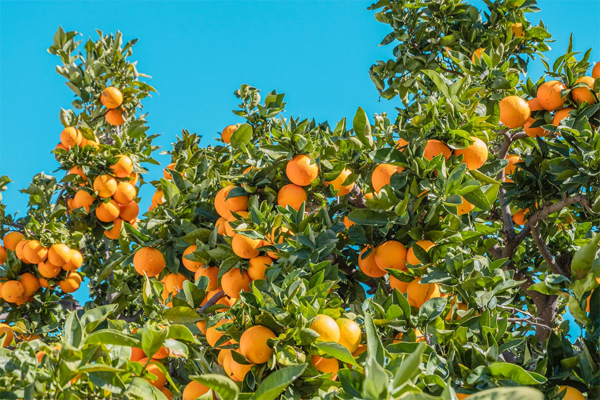 Orange Tree